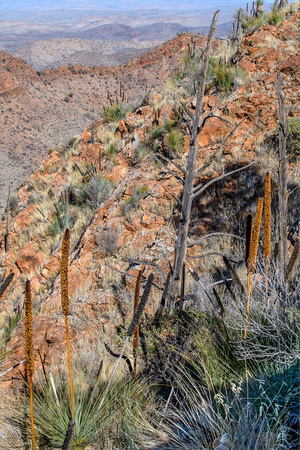 6. Acacia Ridge, Xanthorrhoeas and Orange Rocks,     77cmh x 59cmh