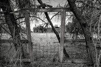 The Gateway: wrecked house on the plain, Castlemaine region
