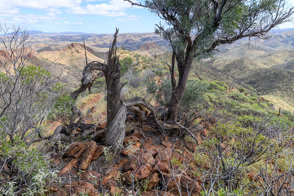 9. Acacia Ridge – High View West with Dessicated Trees,      59cmh x 77cmw